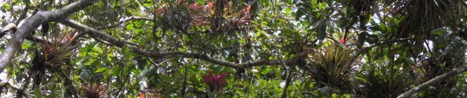 Krone eines Avocadobaum mit den wunderschönen Orchideen