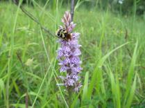 Das erwartet uns im Sommer: Seltene Pflanzen und eine artenreiche Insektenwelt. Grube 7, Juni 2012 (Foto: Armin Dahl)